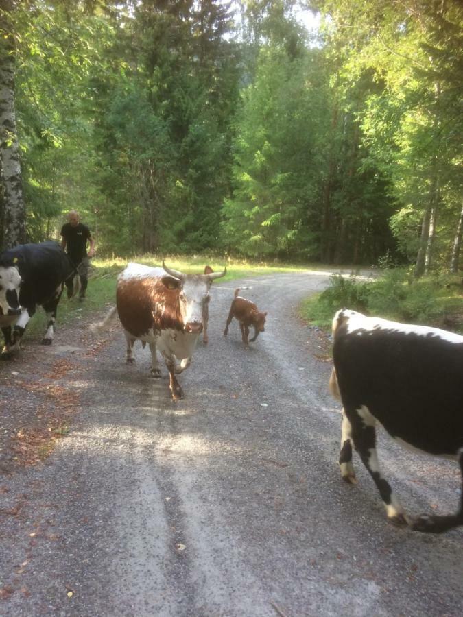 Tjonnas Farm Stay Sauland Εξωτερικό φωτογραφία